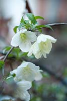 Clematis cirrhosa 'Jingle Bells' - Winter flowering clematis: December, Winter.