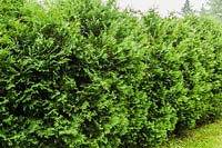 Thuja occidentalis - cedar tree hedge in early summer, Quebec, Canada