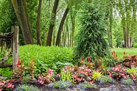 Natural stone edged border with Picea abies 'Inversa', pink Begonia, blue Phlox, red Celosia, Colocasia in summer at Centre de la Nature public garden, Saint-Vincent-de-Paul, Laval, Quebec, Canada
