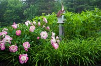 Pink Paeonia 'Bowl of Beauty' and  a wooden birdhouse in a border in early summer. Le Jardin de Francois garden, Quebec, Canada.