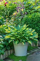 Variegated hosta in glazed container. May.
