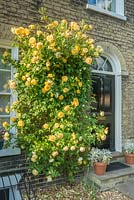 Rosa 'Graham Thomas' trained beside front door. May.