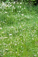 Trifolium repens - white clover in rough grass in wild garden, June