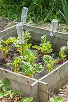 Young swiss chard plants on an allotment protected from pigeons with plastic netting, June