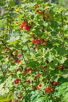 Red currants covered with protective netting. June