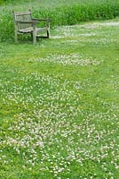 Trifolium repens - white clover in rough grass, June