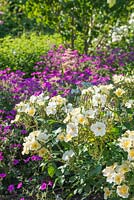 Rosa 'Kew Gardens' and Gereanium psilostemon. June