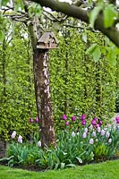 Spring garden with tulip border and a bird house hanging on an apple tree. Tulipa 'Negrita' and Tulipa 'Mistress Mystic', April.