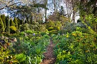 Path through spring borders with tulips, daffodils, rhododendrons, Fritillaria imperialis, box topiary and perennials, April.