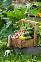 Trug of harvested courgettes, swiss chard, radish, July.