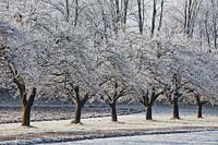 Lines of apple trees Malus 'Bohnapfel' in winter.