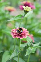 Bee on Zinnia elegans 'Queen Lime Red', August.