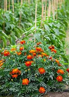 Marigolds planted with peppers. Companion planting.
