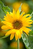 Helianthus annuus 'Santa Lucia' - Sunflower