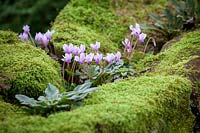 Cyclamen hederifolium - ivy-leaved cyclamen - growing on the top of a moss covered wall