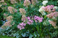 Nerine bowdenii planted at the front of a border with Hydrangea paniculata 'Limelight' and Hydrangea paniculata Vanille Fraise - 'Renhy'