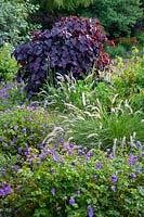 Mixed border planting with Cercis canadensis Ruby Falls, Geranium Rozanne, and Pennisetum orientale.