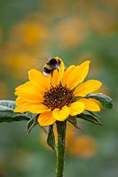 Bee landing on Helianthus annuus 'Sonja'. Sunflower