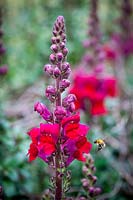 Antirrhinum Opus Red Beauty F1 with bee landing. Snapdragon