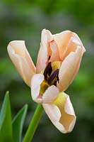 Tulipa 'Ollioules' AGM, April