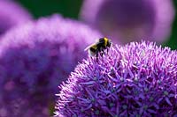 Bees on Allium 'Lucy Ball', june