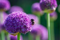 Bee on Allium, June.