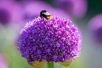 Bee on Allium 'Ambassador', June.