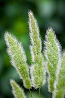Polypogon monspeliensis, Annual beard-grass, Annual rabbitsfoot grass, June.