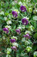 Cobaea scandens growing over a wall. Cup and Saucer Vine, Cathedral Bells, September.