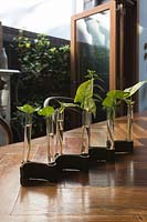 Syngonium podophyllum, Arrowhead plant, in glass and leather vase on table