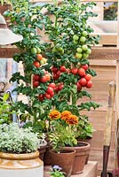 Tomatoes thriving in a Gabriel Ash greenhouse.