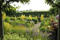 In the Flower Garden at Loseley Park, golden Verbascum thapsus, Great Mullein, a self-seeding biennial with golden flowers in June.