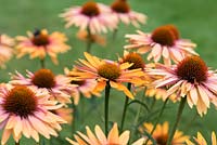 Echinacea 'Sunseekers Series Orange', a compact coneflower bearing many pinkish orange flowers from July. Loved by bees.