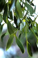 Viscum album - Mistletoe. Parasitic shrub with branching greenish stems, leathery leaves 