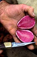 Potato 'Salad Red' cut in half with a knife in gardeners hand at The Lost Gardens of Heligan, Cornwall.