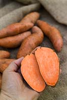 Sweet potato - Ipomoea batatas sliced in half and held in a hand, July.