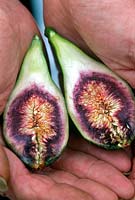 Picked figs - Ficus carica in hands