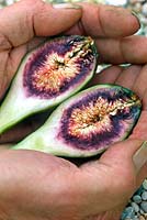 Picked figs - Ficus carica in hands