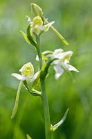 Platanthera chlorantha - Greater butterfly orchid, July.