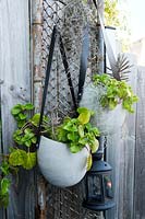 Grey, cast cement egg shaped pots with black vinyl straps hanging off and old repurposed chain wire gate attached to a timber paling fence, planted with a trailing fleshy leaved plant, Plectranthus verticillatus, Swedish Ivy.