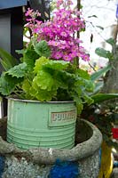 Green retro metal cookie tin planted with pink flowering Primula malacoides, inside a round vintage concrete pot.