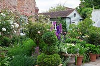 Terracotta pots on York stone terrace filled with Annuals, Pelargoniums, Agapanthus foliage and Buxus - Box - topiary. In borders standard  'Rosa 'Crocus' and Rosa 'Iceberg',  Delphiniums, Day Lilies and Penstemons. Behind weather boarded outhouse.