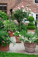 Terracotta pots on York stone terrace filled with Annuals, Fuschia, Pelargoniums, Agapanthus foliage and Buxus - Box - topiary. In borders by house,  'Rosa 'Crocus',  Rosa mutabilis,  Hydrangea 'Annabelle', Astrantia major.