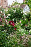 Herbaceous border filled with Paeonia 'Karl Rosenfield', Paeonia 'Bowl of Beauty', standard 'Rosa 'Crocus',  Rosa mutabilis, Astrantia major.