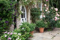 Rosa 'Compassion',  Clematis ' Harlow Carr' and Rosa 'New Dawn' surround gothic arched door with terracotta pots filled with Fuschias. 