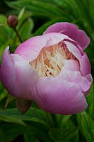 Paeonia 'Bowl of Beauty' - Herbaceous Peony