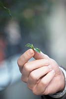 Young shoot of Camellia Sinensis. Johan Jansen, owner of Special Plant Zundert, developed first tea plant in Europe.