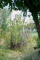 Willow braided round trees