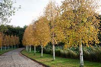 Double row of golden leaved Betula ermanii - Birch -  line the driveway in Autumn.