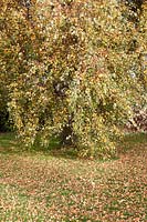 Mature Betula pendula 'Youngii' with autumn coloured leaves.
